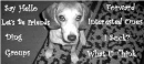 Beagle
