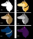 the wolf's rain pack