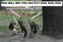 The Weird Fight