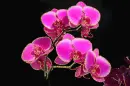 pink orchids