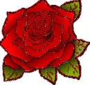 red rosa