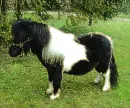 piebald pony