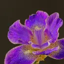 iris