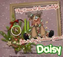 daisy