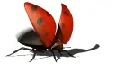 ladybird