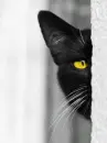 cat blinks