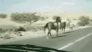 berserk horses