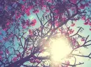 Flowers Theme1