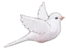 little white dove