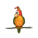 cockatoo