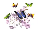 butterflies and flowers