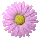 color-changing flower