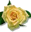 color changing roses