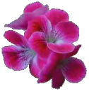 color-changing flowers