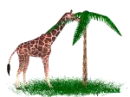 Giraffe and palm tree