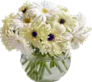 White gerberas in a vase