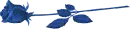 blue rose