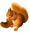 red squirrel
