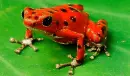 red frog