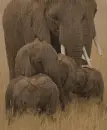 elephant family