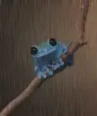 blue frog