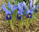 irises