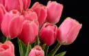 pink tulips