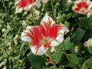 red-white tulip