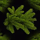 pine branch