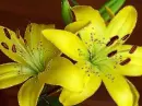 2 yellow lily