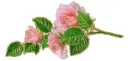 3 pink rosa