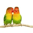 agapornis