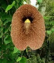aristolochia
