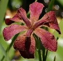 beautiful flower
