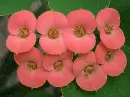 red flowers
