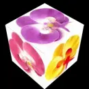 orchids