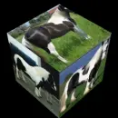 piebald horses
