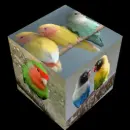 agapornis