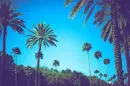 Palm Trees
