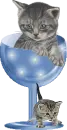 2 gray tabby