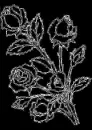 white roses