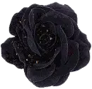 black rosa