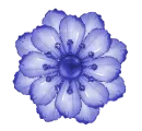 blue flower