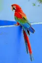 parrot