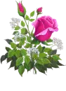 rosa