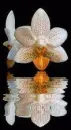 orchid