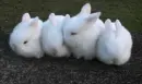 4 white bunny