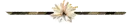 white lily
