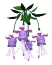 Fuchsia purple