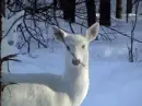 albino deer